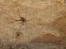 Dolichopoda_thasosensis