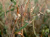 Empusa fasciata (71896 bytes)