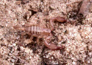 Euscorpius sp.