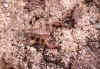 Euscorpius flavicaudus (146927 bytes)