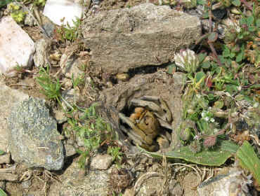 Geolycosa on Spitoudia, Ipsarion June 2007