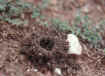 Geolycosa burrow