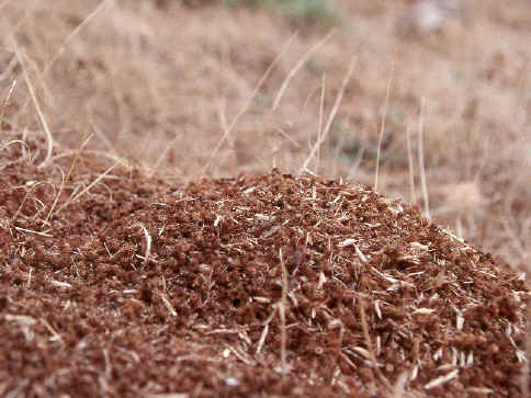 Messor nest mound
