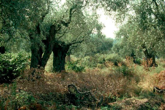 olive groves Olea europaea