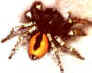 Philaeus chrysops (Barbara Knoflach).jpg (33266 bytes)