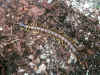 Scolopendra cingulatus (154515 bytes)