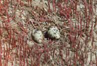 Spur-wing plover nest