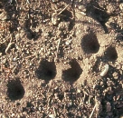 Ant-lion pits (61557 bytes)