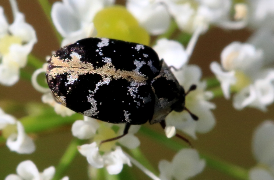 black carpet beetle - Attagenus unicolor (Brahm)