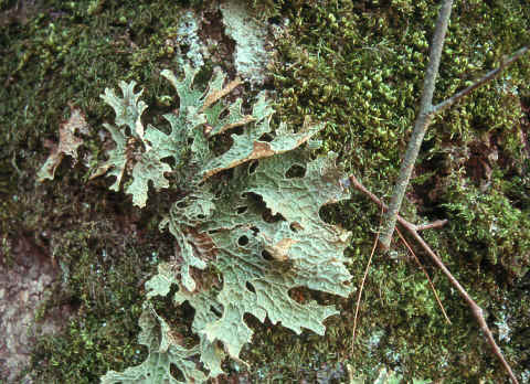 Lobaria pulmonaria