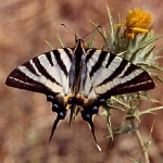 Scarce Swallowtail (104224 bytes)