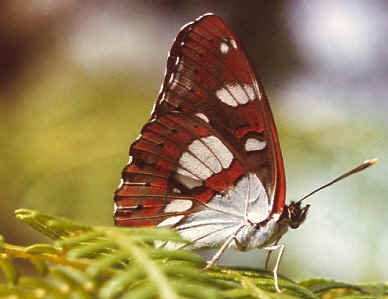 Southern white admiral