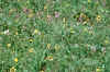 Tuberaria guttata grassland