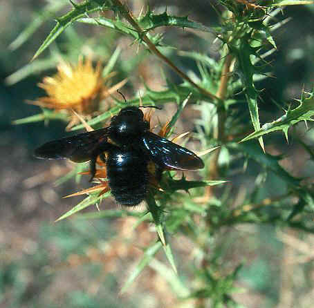 X. violacea male - Sept 1995