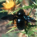 Xylocopa sp. (26260 bytes)