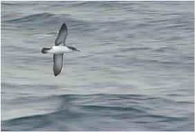 Mediterranean shearwater