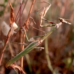 Empusa fasciata