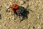 Ladybird spider