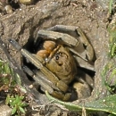 Geolycosa burrow