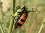 Oil beetle (Meloidae)