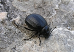 Darkling beetle (Tenebrionidae)