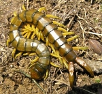 Scolopendra cingulatus 