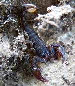 Euscorpius sicanus